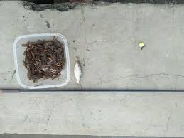 Dihalaman ini anda akan melihat gambar kata kata mancing yang ! Wong Mancingan 8 Tips Dan Trik Mancing Wader Umpan Laron