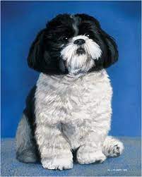 Optical Odysseys December 2011 Dog Portraits Dog Art Dog Sketch