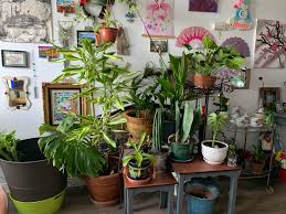 Maybe you would like to learn more about one of these? Condo Gardening This Is The Night Setup Right After I Turn Off The Grow Lights And Open The Curtains Houseplants