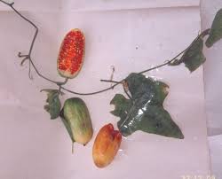 Image result for Coccinia sp. A