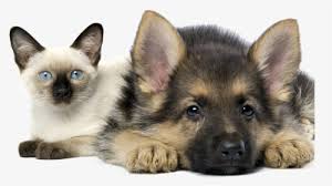 Get immediate access to our course In House Pet Sitting For Cats And Dogs Cleveland Ohio Kittens And German Shepherds Hd Png Download Transparent Png Image Pngitem
