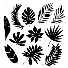 Free vectors for your nature, plants, palm trees, evergreen plants, exotic flora and tropical places visuals. Tropical Leaf Silhouette Elements Set Isolated On White Background Palm Fan Palm Monstera Ba Leaf Silhouette Tropical Leaves Illustration Leaf Illustration