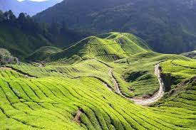 The cameron highlands covers the areas of tringkap, brinchang, ringlet, tana rata and their surroundings, so visitors can rest assured that there booking a ticket for a bus from kl to cameron highlands is super easy as long you have access to internet. How To Go To Cameron Highlands Klia2 Info