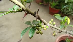 Image result for Zanthoxylum sp. A