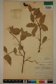 Image result for Boscia mossambicensis