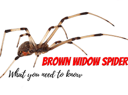 Can black pepper kill you? What You Need To Know About The Brown Widow Spider Dengarden