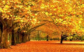 We did not find results for: Beautiful Trees Wallpapers Top Free Beautiful Trees Backgrounds Wallpaperaccess