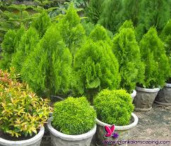 Nuwara eliya is a city in the tea country hills of central sri lanka. Sri Lankan Home Garden Design