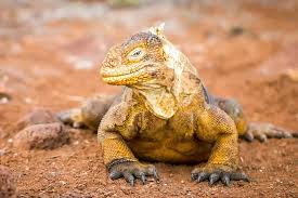 Image result for Phaulopsis sangana