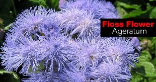 Floss Flower Care How To Grow Ageratum Houstonianum