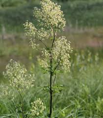 Image result for Thalictrum rhynchocarpum