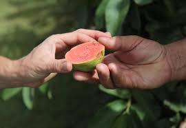 Top 6 tree seedling sources online. Daleys Fruit Tree Nursery Home Facebook