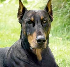 Doberman Doberman For Sale Dogs For Sale In Pakistan Pets Animals For Sale 415 free images of doberman. dogs for sale in pakistan