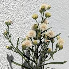 Image result for Erigeron bonariensis