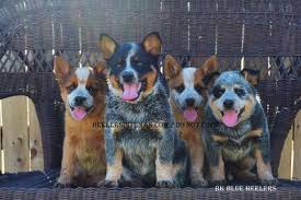Texas heelers are considered designer dogs even though they have a work ethic that beats out many other breeds. Blue Heeler Australian Cattle Dogs For Sale Blue Heeler Texas