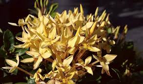Image result for Ixora fastigiata