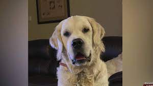 La Vernia Family Desperate For Return Of Missing Service Dog For Daughter With Down Syndrome News Chant Usa