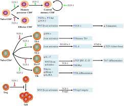 Toate plățile au fost făcute, evident, în lei. Frontiers Wnt B Catenin Signaling Pathway Regulating T Cell Inflammation In The Tumor Microenvironment Immunology