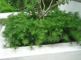 Image result for Cyperus kirkii