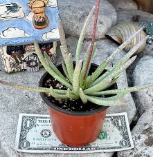 Image result for Caputia