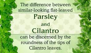 Parsley Vs Cilantro Little Things That Make All The Difference Tastessence