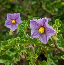 Image result for Solanaceae