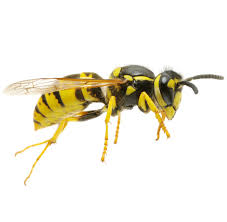 By lancruz in living pest control. Wasp Control Wasp Nest Removal S W A T Pest Control