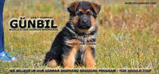 High country german shepherds protection plus love!!! German Shepherd Breeders German Shepherd Puppies For Sale Gunbil German Shepherds
