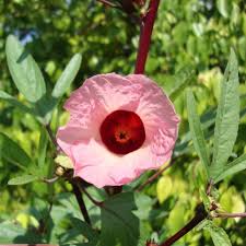 Image result for Hibiscus barbosae