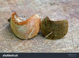 Image result for Phellinus pomaceus