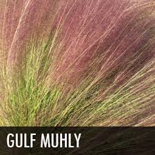 Learn about perennial & evergreen grass like juncus, mexican feather depending on their location within a landscape and your planting zone, many of these native plants of north texas can live for a few seasons (annual). Plants For Dallas Your Source For The Best Landscape Plant Information For The Dallas Ft Worth Metroplex Ornamental Grasses Best Ornamental Grasses For Dallas Tx Plants For Dallas