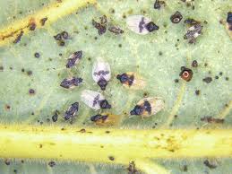 Your true pest professionals since 1988 trust experience & knowledge! New Avocado Pest Identified The Garden Island