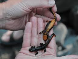 Image result for Craterostigma newtonii