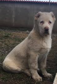 It is a pure breed dog. Legendary Central Asian Shepherd Cao Home Facebook