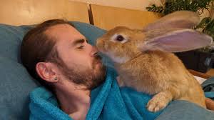 My reason to get up in the mornings...(like I have a choice with this boss)  anyone else get woken up by their free roamers? : r/Rabbits