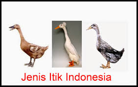 Berapa yang kamu temukan?a.5 perbedaanb.6 perbedaanc.7 perbeda. Gambar Itik Ada Berapa