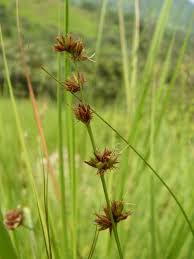 Image result for Scleria bulbifera