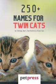 250 Twin Cat Names For Sibling Duo Cats Petpress