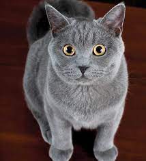 They could roughly be divided into western and but the coats of cat breeds with short hair are not similar. American Shorthair