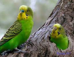 john heriot adli kullanicinin budgies cause they are the cutest 3 panosundaki pin muhabbet kuslari papaganlar kus