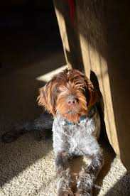 Wirehaired pointing griffon puppies / pups for sale at grandview griffons, fort lupton, colorado. 6 Month Old Wirehaired Pointing Griffon Loves Laying In The Sun Inside Or Out Griffon Dog Bird Dogs Hunting Dogs Training