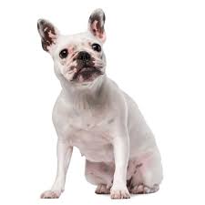 Maybe you would like to learn more about one of these? 5 Things You Need To Know Before Getting A French Bulldog