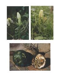 Image result for Lagenaria rufa