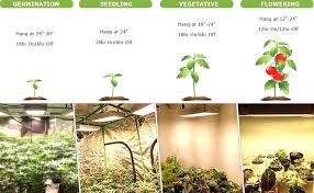We did not find results for: Amazon Com Oneo Led Grow Light 1000w Full Spectrum Sunlight 3500k White And 660nm Red Added Grow Lights For Indoor Plants Better For Full Growth Flowering Fruiting Veg Seedling With Thermometer Hygrometer Home