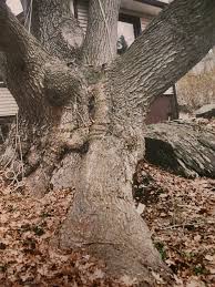 The Dave haner oak Red oak Patterson New York we had a blast working there  we worked there two days we installed six oversized cables and made a lot  of friends