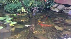 The irises are not potted and rest on the bottom of the pond with he roots spread out. Garden Pond Cleaning A Beginner S Guide To Cleaning A Garden Pond Small Fish Ponds Garden Ponds Koi Pond