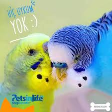 Petsinlife Muhabbet Kuslarinda Uyku Problemi Evimizin Facebook