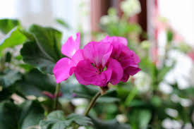 To prune geraniums, start by pinching off any dead blossoms, which encourages the plant to produce new flowers. How I Prepare Geraniums For Winter Bloom Kevin Lee Jacobs