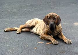 Don't give them run of the house until they've reached maturity. Hunderassen Fila Brasileiro Brasilianischer Mastiff
