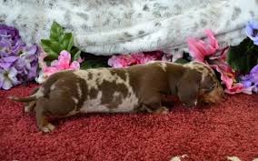 Black And Tan Dachshund Puppies For Sale Near Me Mini Dachshund Puppies For Sale Black Tan Doxie Breeder Short Hair Pups Dachshund Puppies Dachshund Puppies For Sale Dachshund
